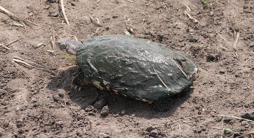 Schumpfschildkröte