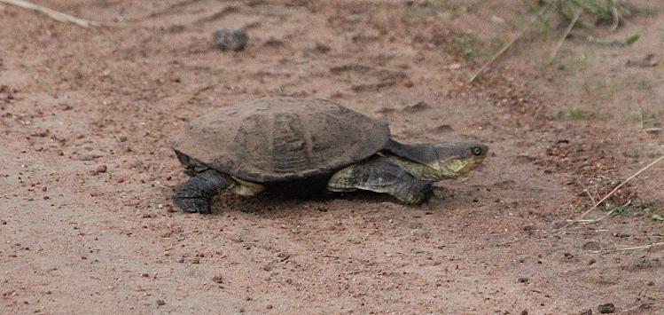 Sumpfschildkröte