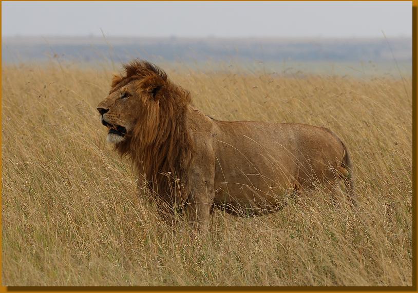 Masai Mara, one of six