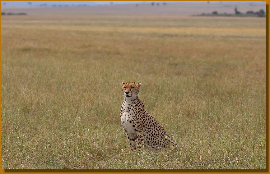 Gepard Masai Mara