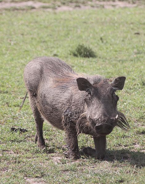 Warzenschwein