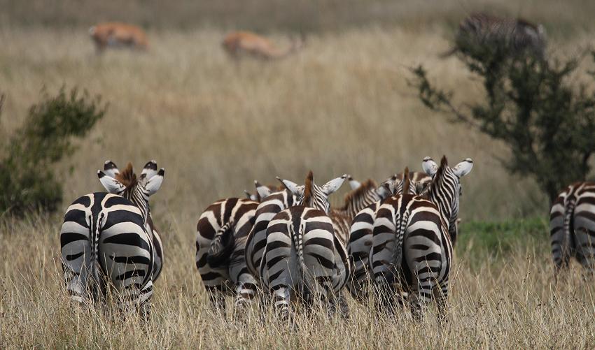 Zebras, Mara