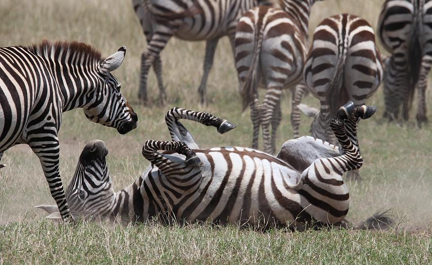 Zebras, Mara
