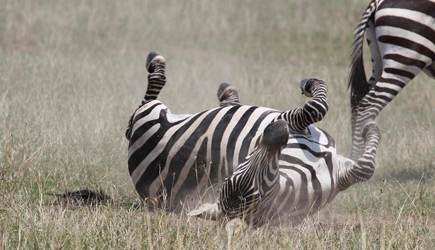 Zebras, Mara