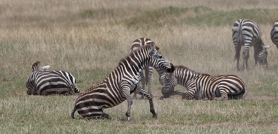 Zebras, Mara