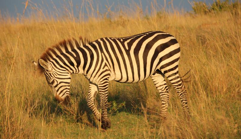 Zebra mit gebrochenem Bein