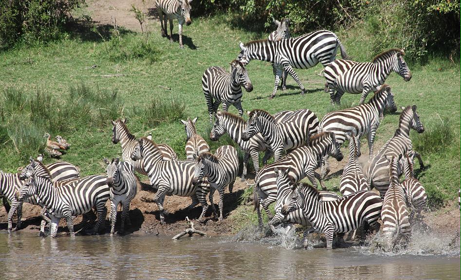 Zebras
