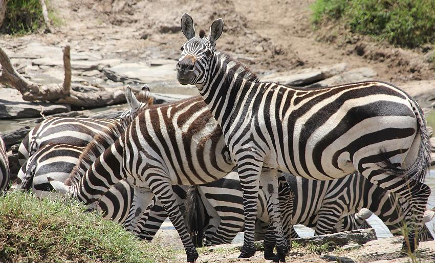grinsendes Zebra