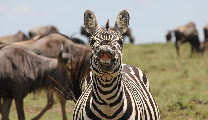 lachends Zebra