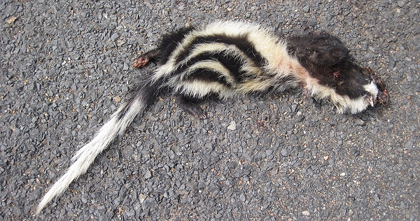 Zorilla, road kill