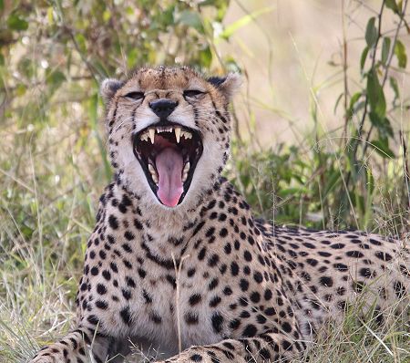 Gepard (Acinonyx jubatus) Imani