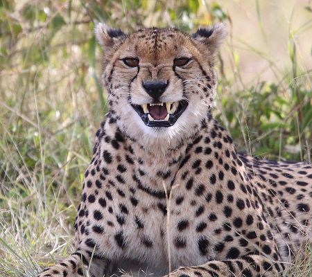 Gepard (Acinonyx jubatus) Imani