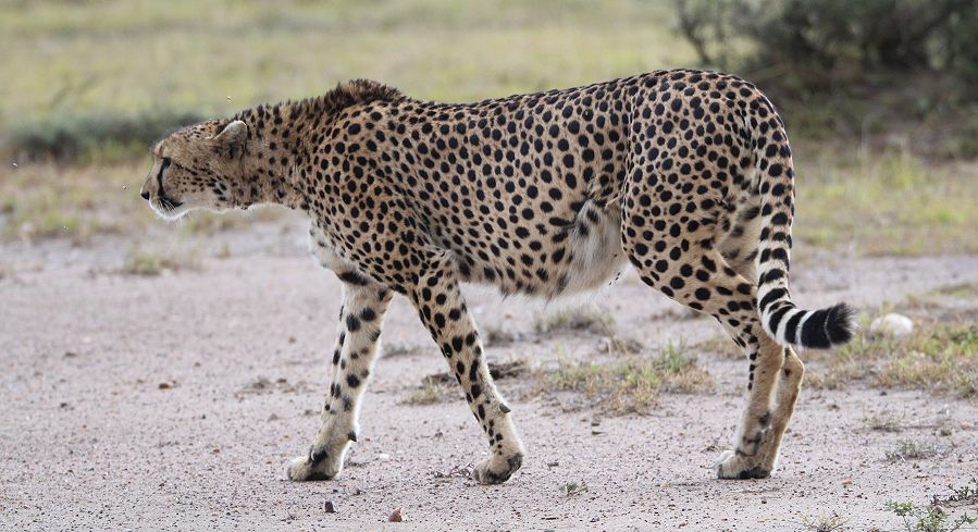 Gepard (Acinonyx jubatus) Imani