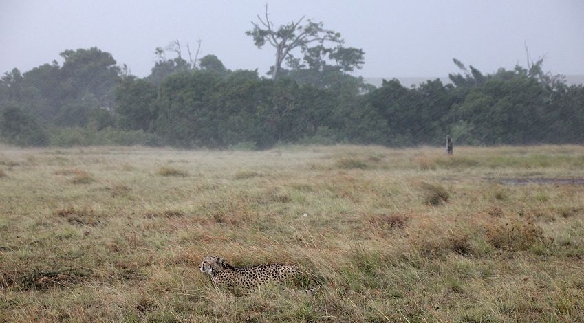 Gepard (Acinonyx jubatus) Imani