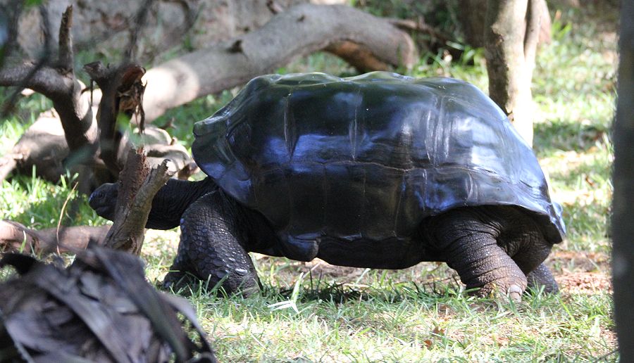 Aldabra Riesenschildkröte (Geochelone gigantea)