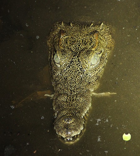 Nilkrokodil