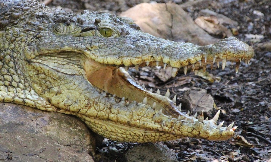 Nilkrokodil