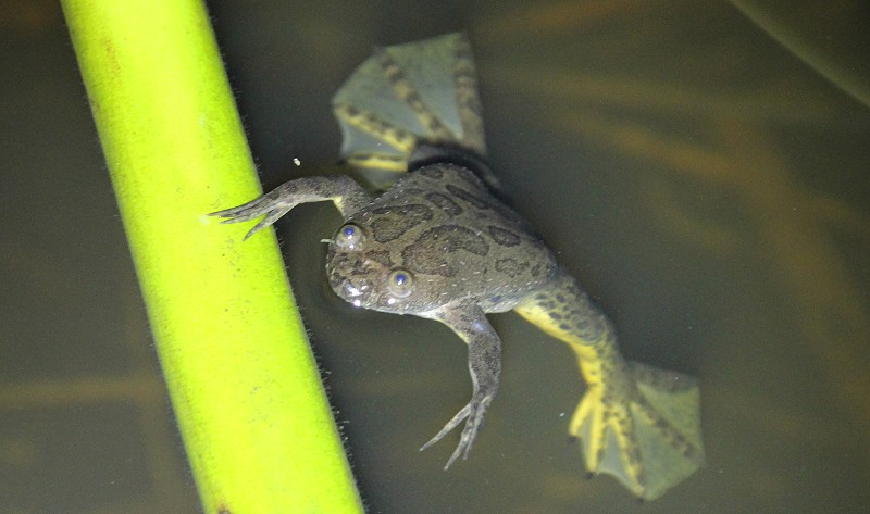 Krallenfrosch