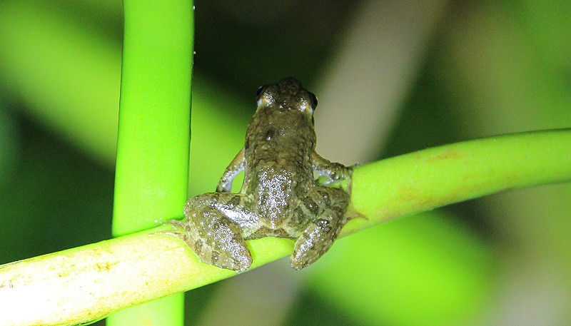 Zwergfrosch