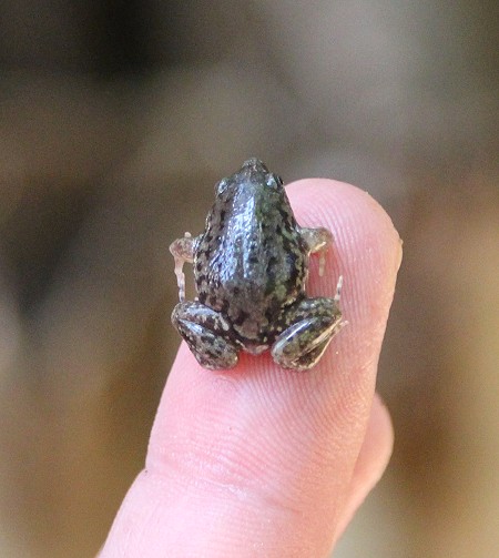 Marmorierter Ferkelfrosch