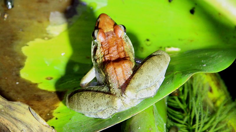 Grasfrosch (Ptyachatena anchietae)