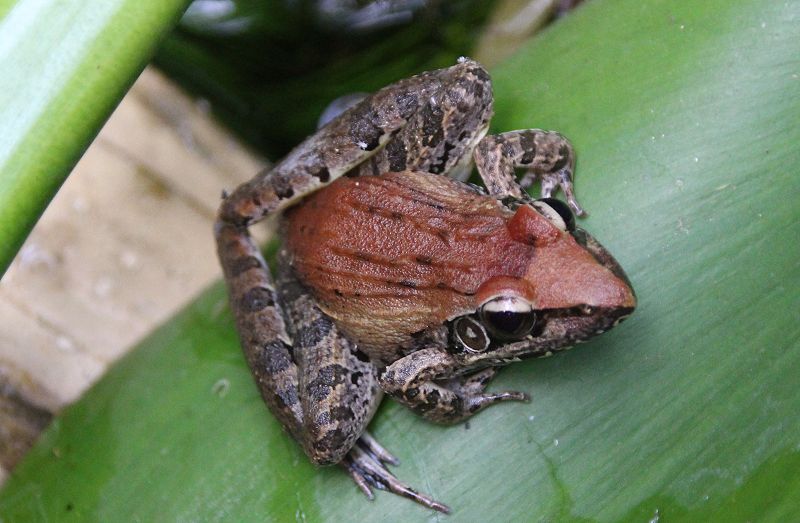 Grasfrosch (Ptyachatena anchietae)