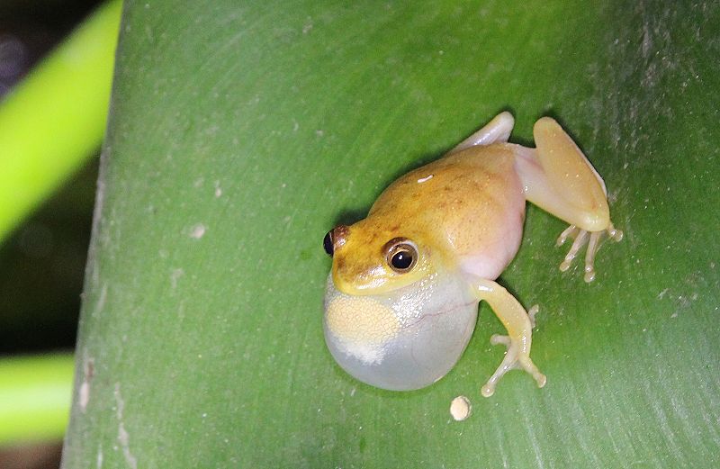 Argus Riedfrosch, (Hyperolius argus)