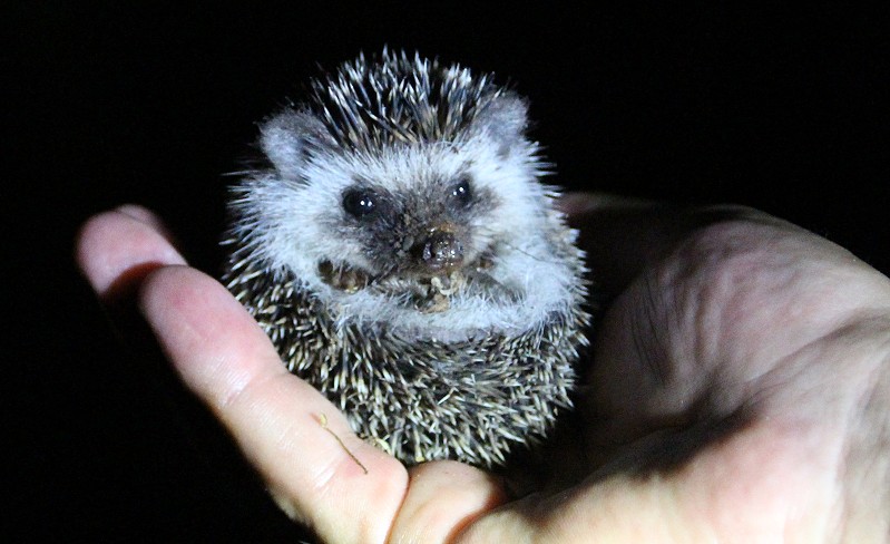 Weißbauchigel
