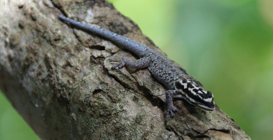 Weisskopf Zwerggecko, Lygodactylus picturatus