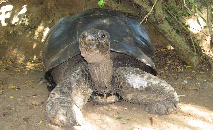 Aldabra Riesenschildkröte (Geochelone gigantea)