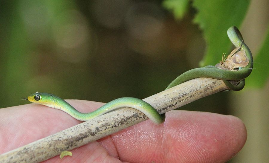 Grüne Buschschlange (Philothamnus battersby)