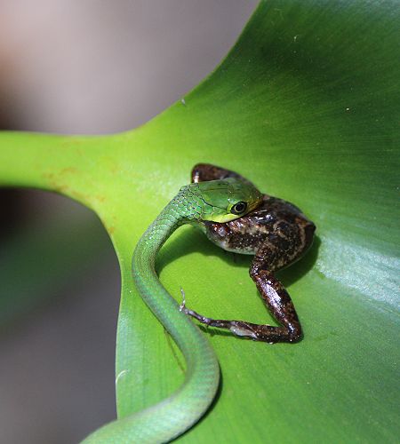 Grüne Buschschlange (Philothamnus battersby)