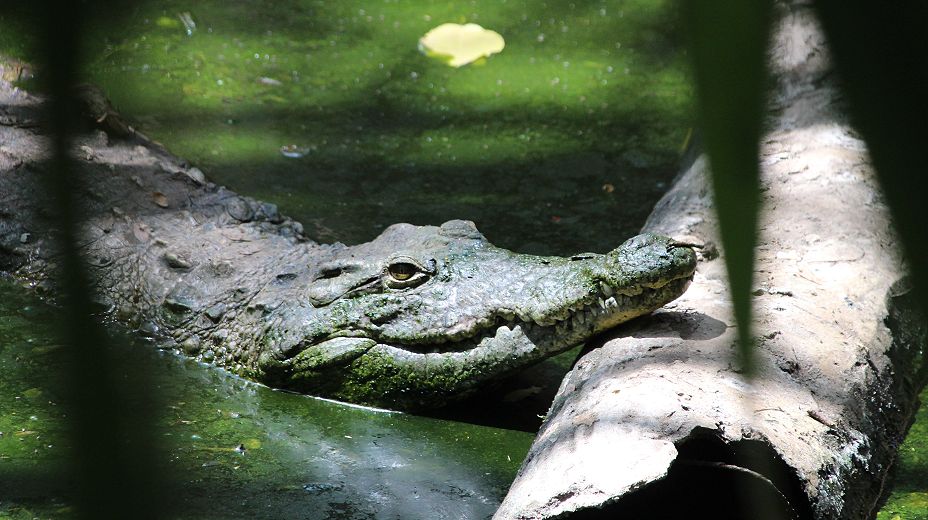 Nilkrokodil (Crocodylus niluticus)