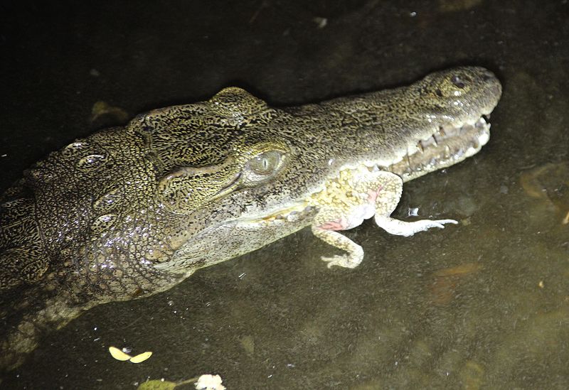 NIlkrokodil (Crocodylus niloticus)frißt Bufo guttturalis