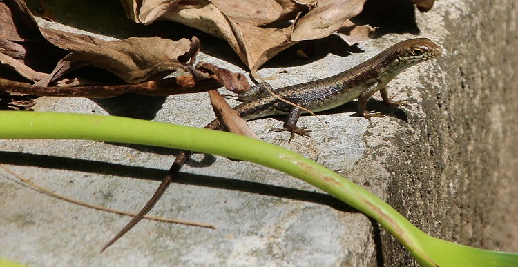 Tansania Skink