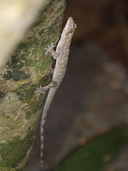 Afrikanischer Hausgecko (Hemidactylus angulatus) (
