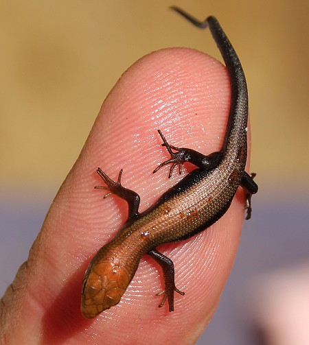 Tansania Skink