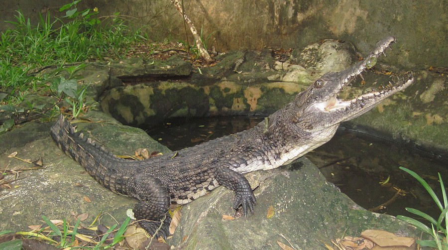Nilkrokodil
