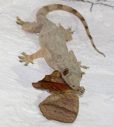 Hausgecko