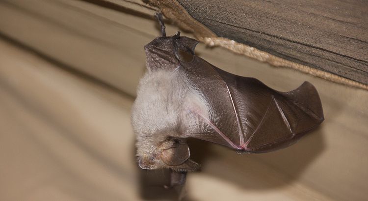 Fledermaus
