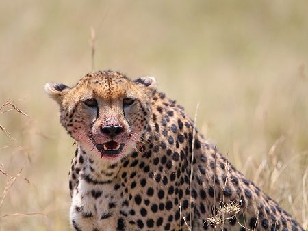 Imani jagt - Gepard
