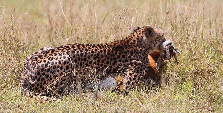 Imani jagt - Gepard