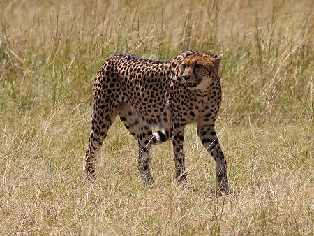 Imani jagt - Gepard