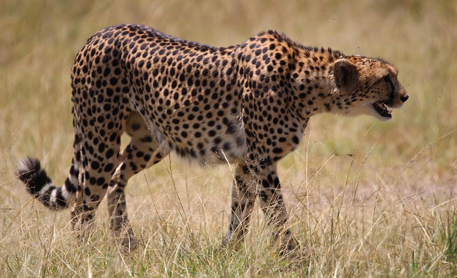 Imani jagt - Gepard