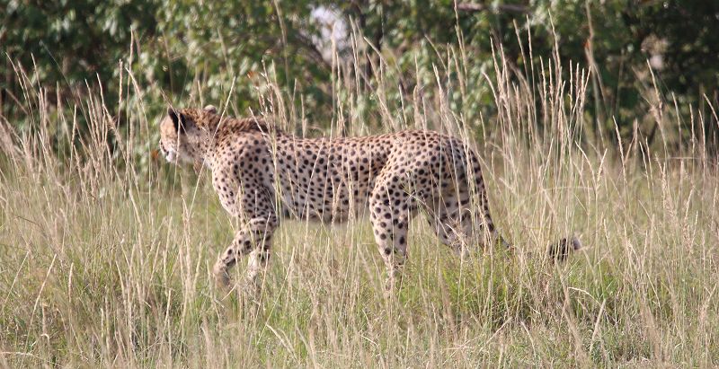 junger Gepard, Olchorre