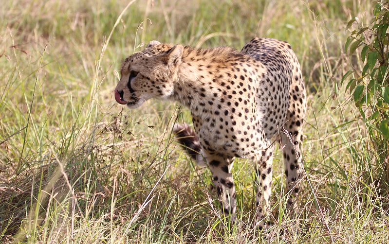 junger Gepard, Olchorre