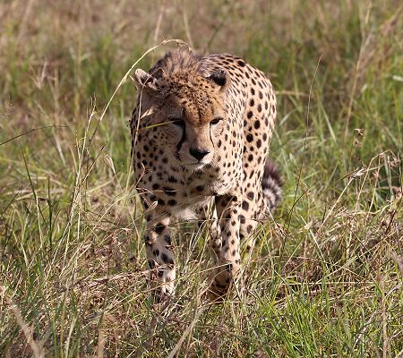 junger Gepard, Olchorre
