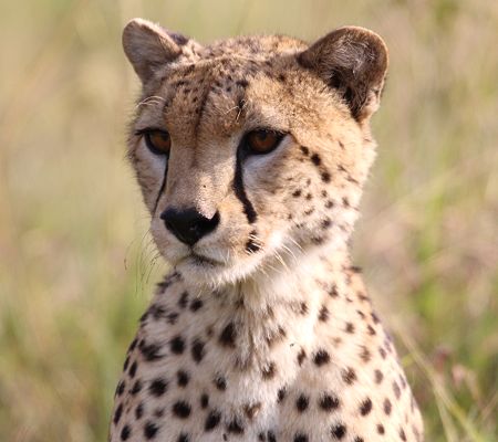 junger Gepard, Olchorre