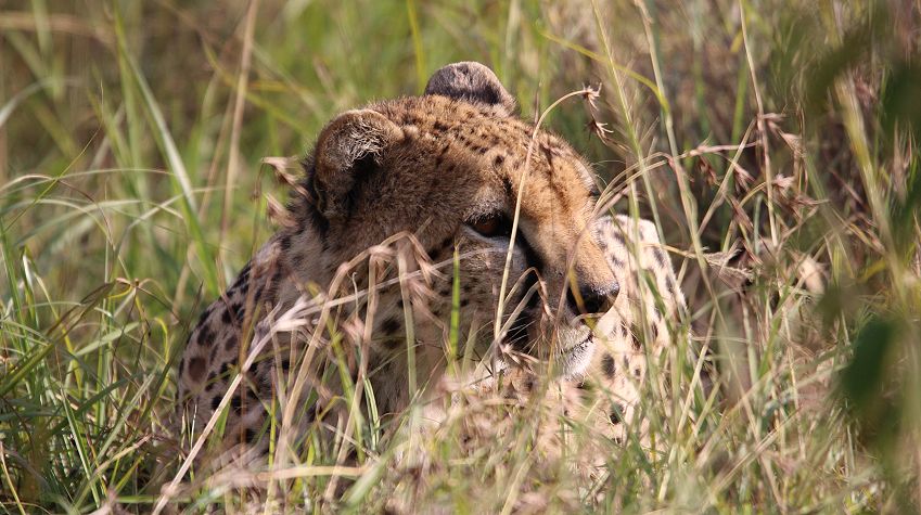 junger Gepard, Olchorre
