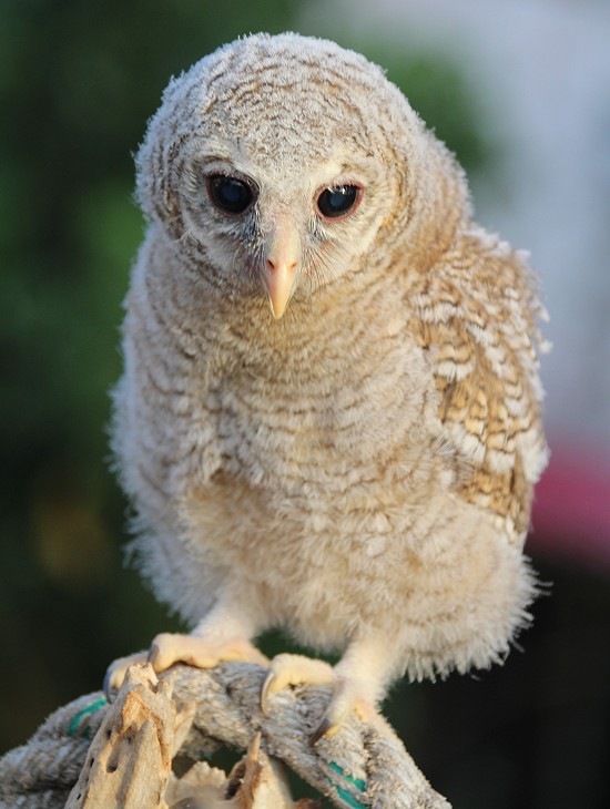 Afrikansicher Waldeule (Strix woodfordii)